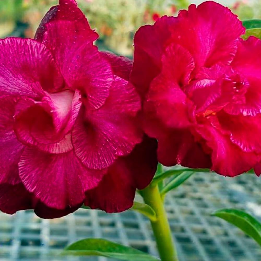 BubbleBlooms Desert Rose Pan Yue in a 4 inch Pot Extremely Rare Flower