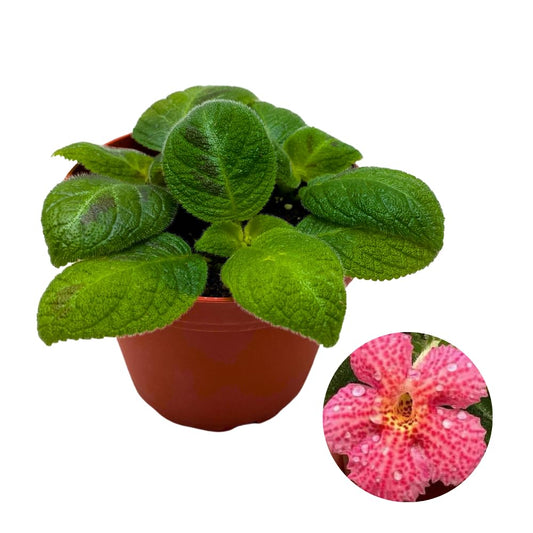 Harmony Foliage Harmony's Sorrento Sunrise Episcia 4 inch Green Flame Violet