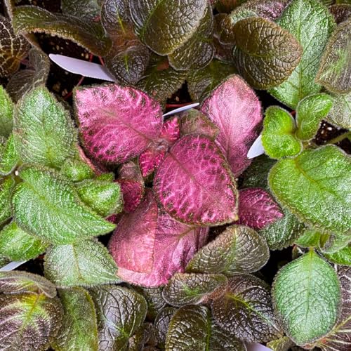 Harmony Foliage Episcia Flame Violet Wholesale Assortment in 4 inch Pots 15-Pack Bulk