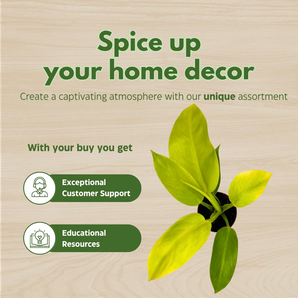 BubbleBlooms Philodendron Golden Imperial in a 2 inch Pot Tiny Minie Pixie Plant