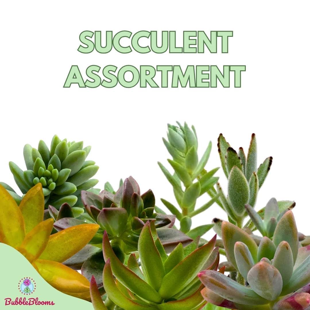 Succulent Assortment 2 inch Set of 6, echeveria, kalanchoe, More Variety