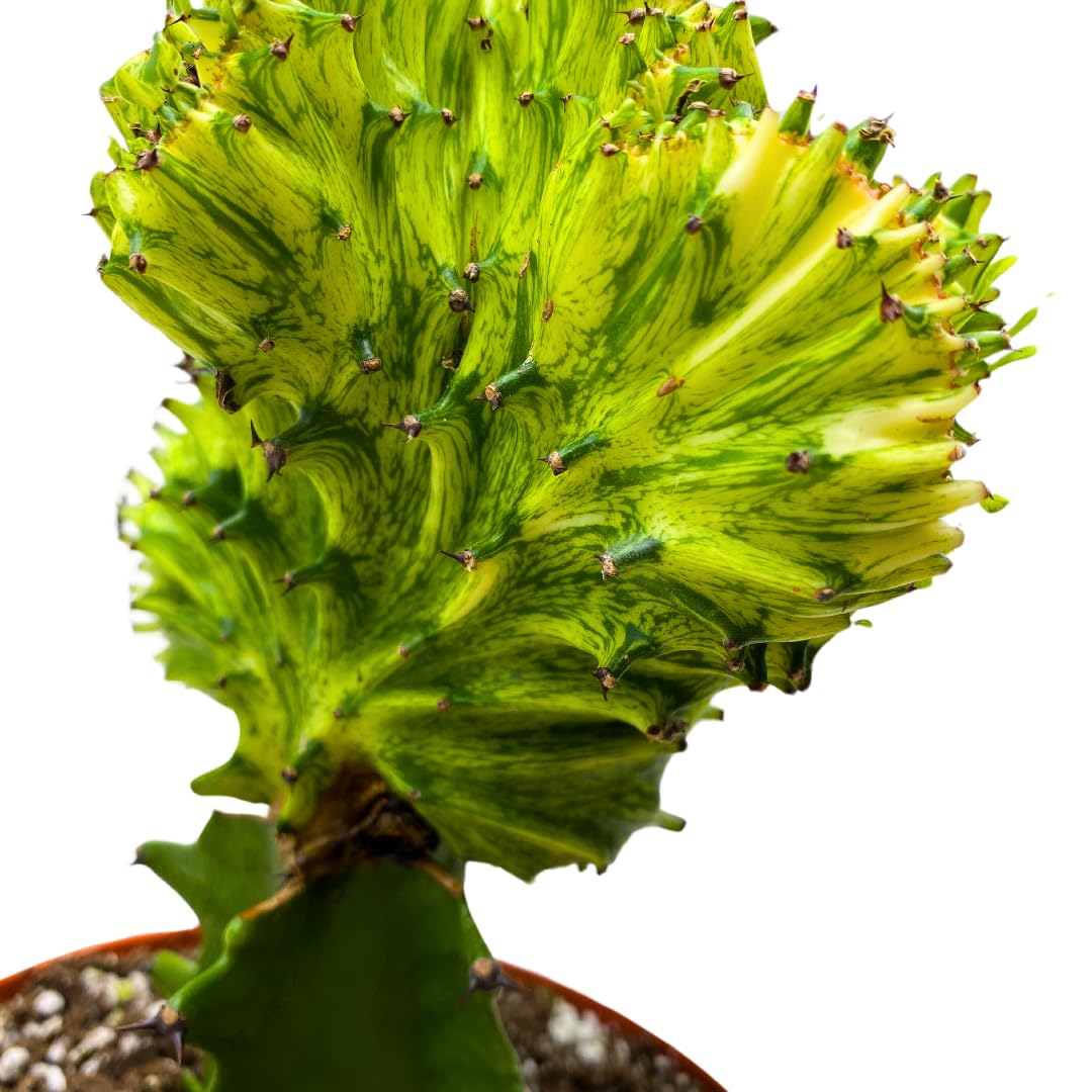 BubbleBlooms Variegated Mermaid Tail Cactus Green White 4 inch