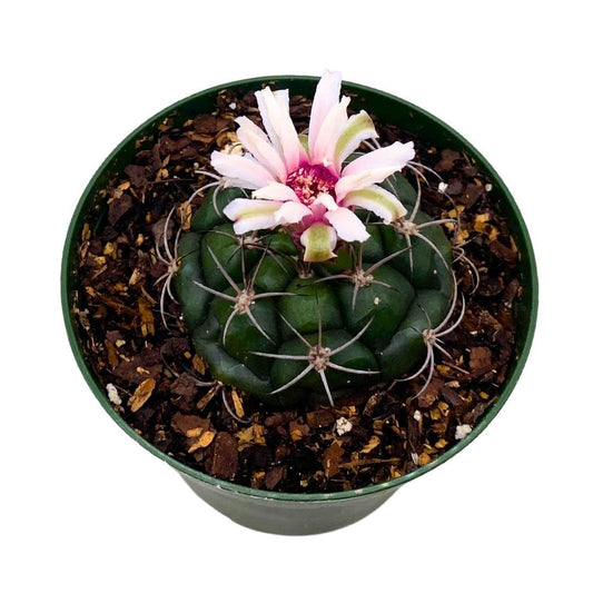 BubbleBlooms Rare Gymnocalycium Moon Cactus in a 4 inch Pot