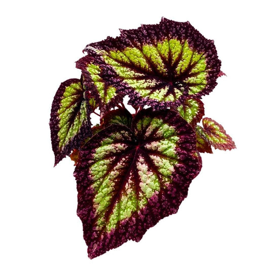 Harmony's Nightfall Begonia Rex 6 inch Super Splashy with Thick Purple Band