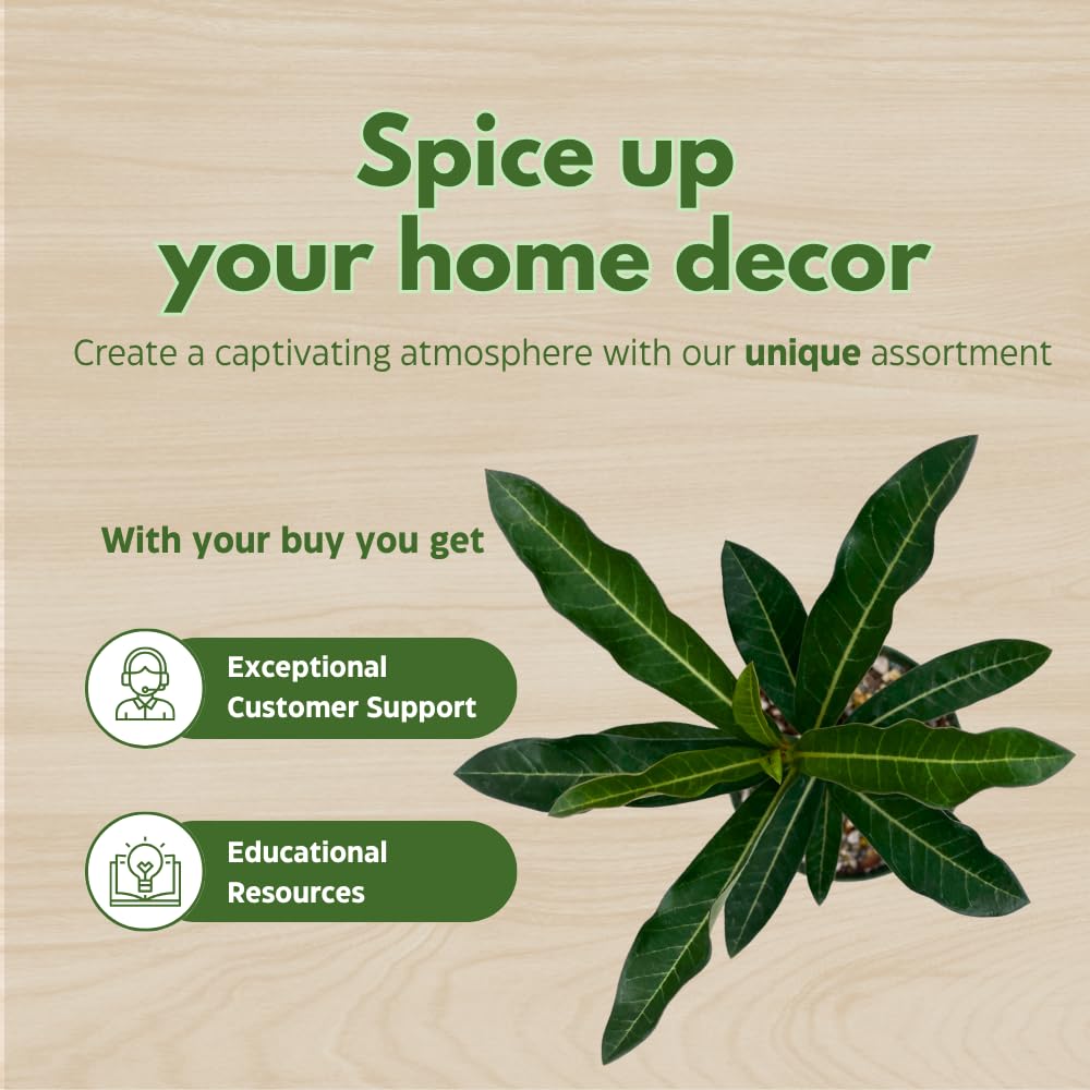 BubbleBlooms Desert Rose Sleeping Beauty in a 4 inch Pot Extremely Rare Flower