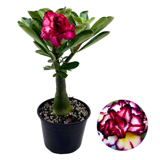 BubbleBlooms Desert Rose Smokey Make Up 5 inch Pot Red White Pink Flower with Black Stripes Variegated Exotic Rare