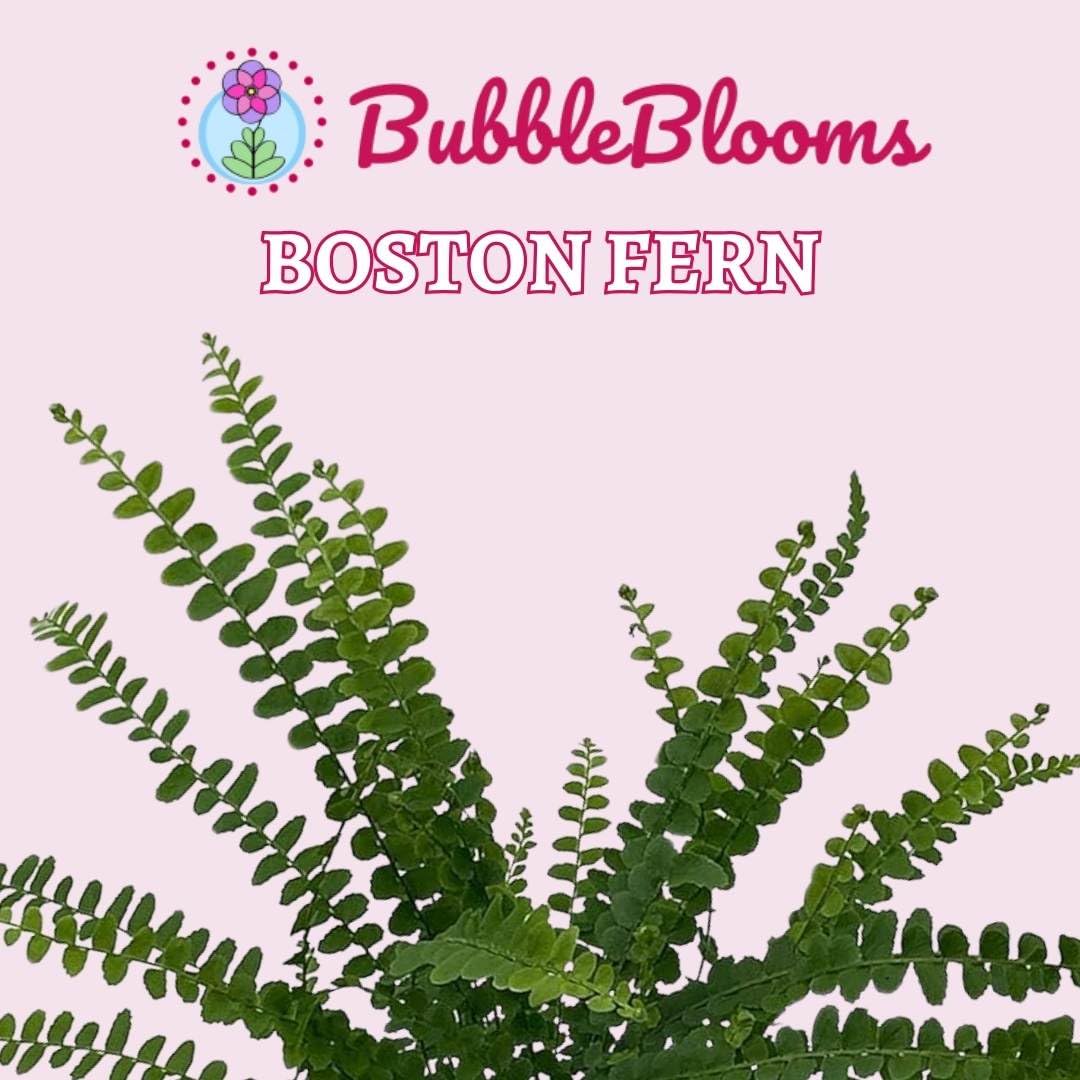 Boston Fern, 4 inch, Nephrolepis exaltata