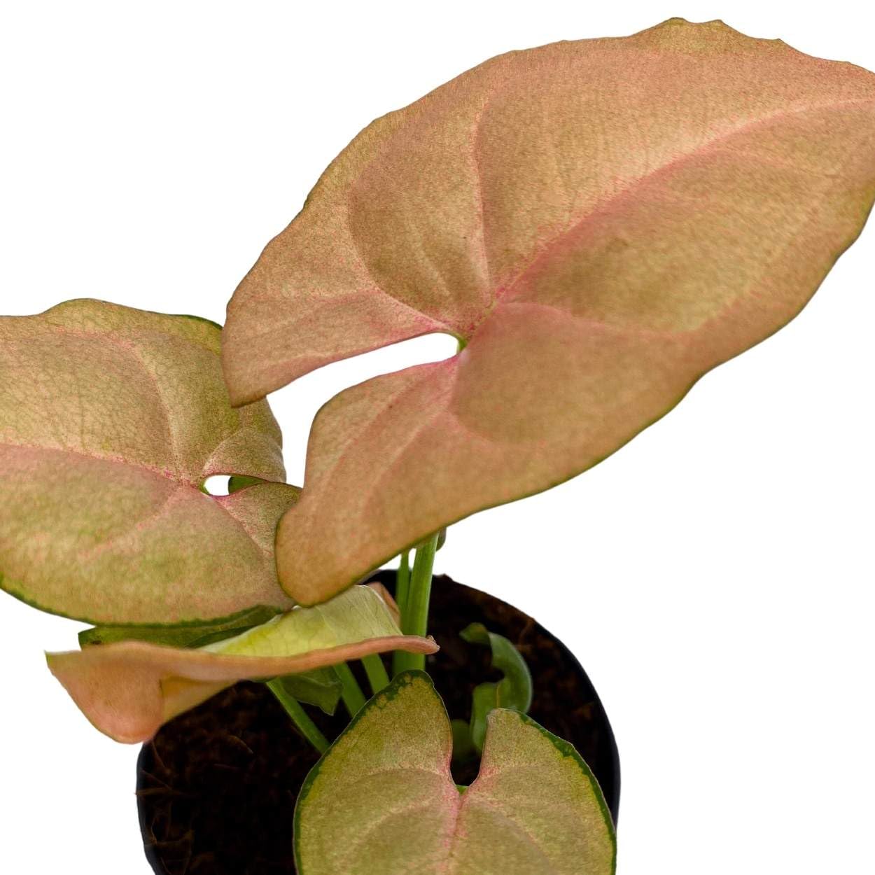 BubbleBlooms Neon Pink Syngonium, 2 inch Arrow Head Vine Vining Indoor Plant