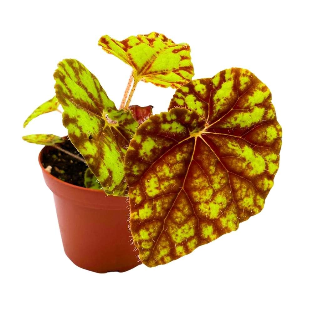 Harmony's Cowardly Lion 4 inch Rhizomatous Begonia Rhizo Yellow Red