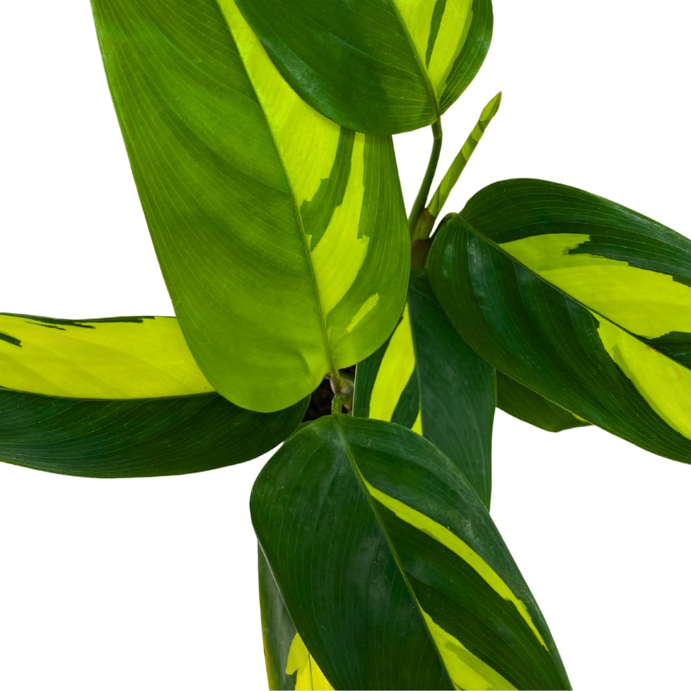 BubbleBlooms Calathea Pilosa in a 2 inch Pot Tiny Minie Pixie Plant