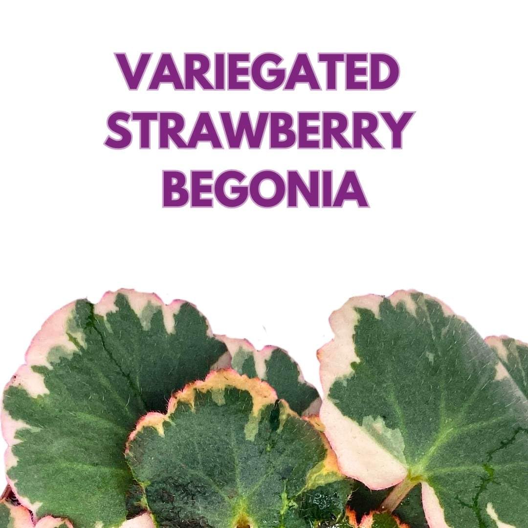 Variegated Strawberry Begonia 2 inch Set of 3 Saxifraga stolonifera