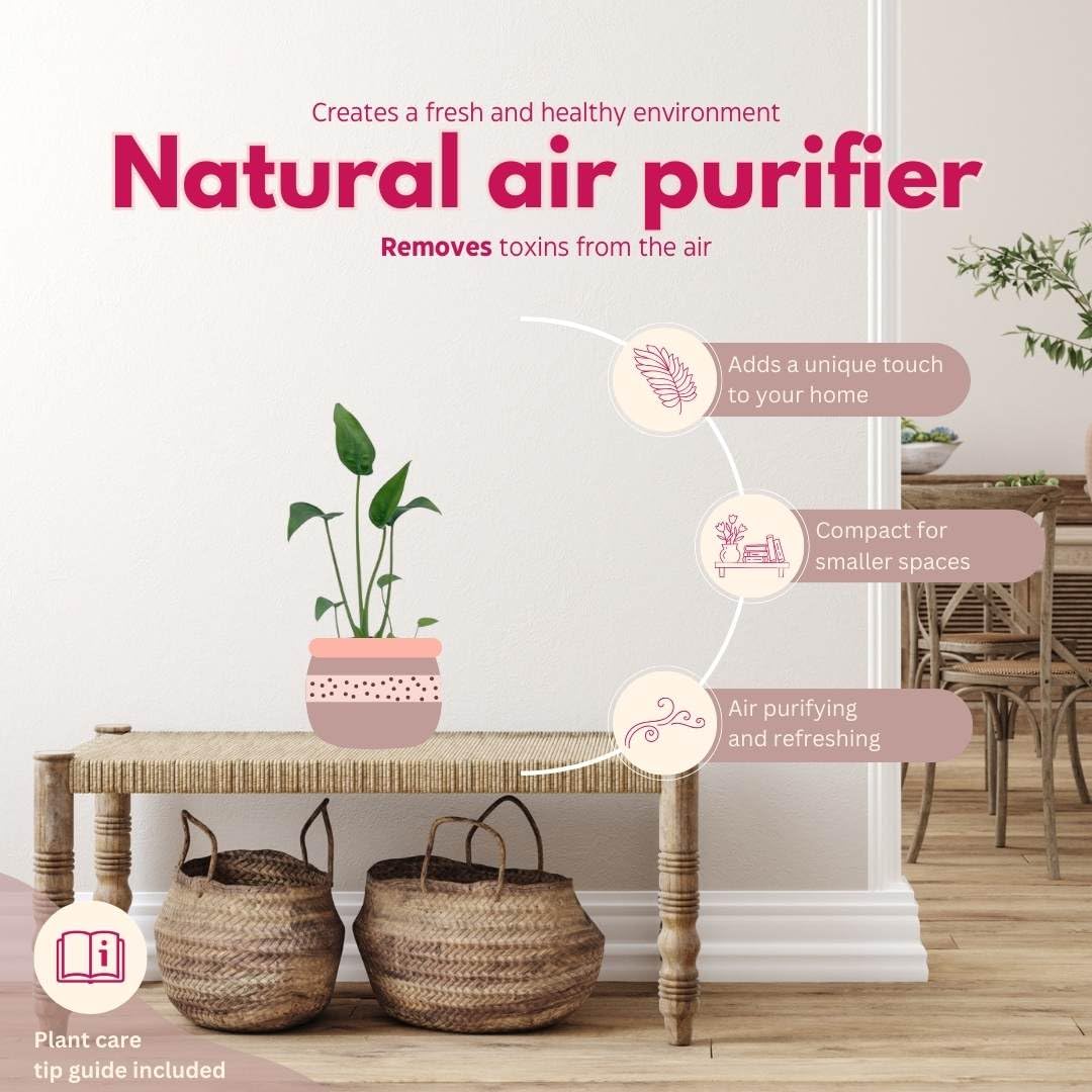 BubbleBlooms Alocasia 'Tiny Dancer' in a 4 inch Pot