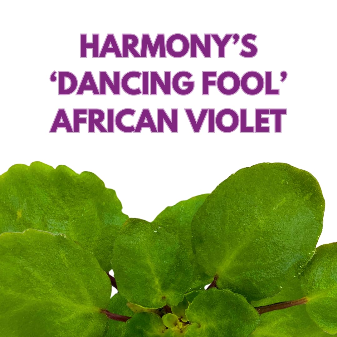 Harmony Foliage African Violet Harmony's Dancing Fool 4 inch White Flower