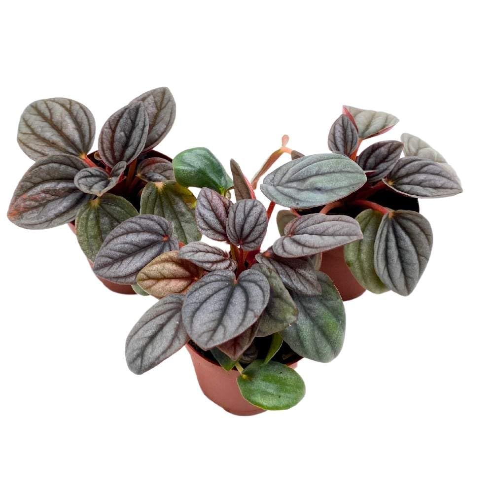 Peperomia Rosso, 2 inch Set of 3, Light Gray Ripple Caperata Tiny Mini Pixie Plants