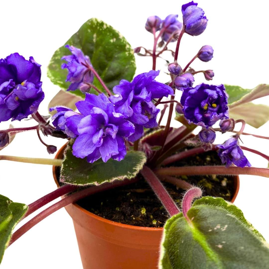 Harmony Foliage African Violet Wrangler's Swinging Blues 4 inch