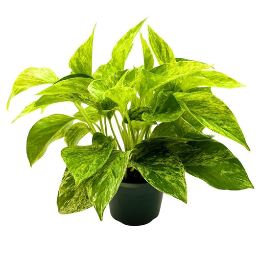 BubbleBlooms Marble Queen Pothos 4 inch Epipremnum aureum