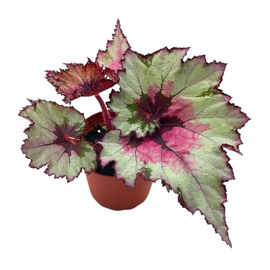 BubbleBlooms Harmony's Ghost Whisperer, Begonia Rex, 4 inch Painted-Leaf Winter Begonia, Unique Homegrown Exclusive, Variegated