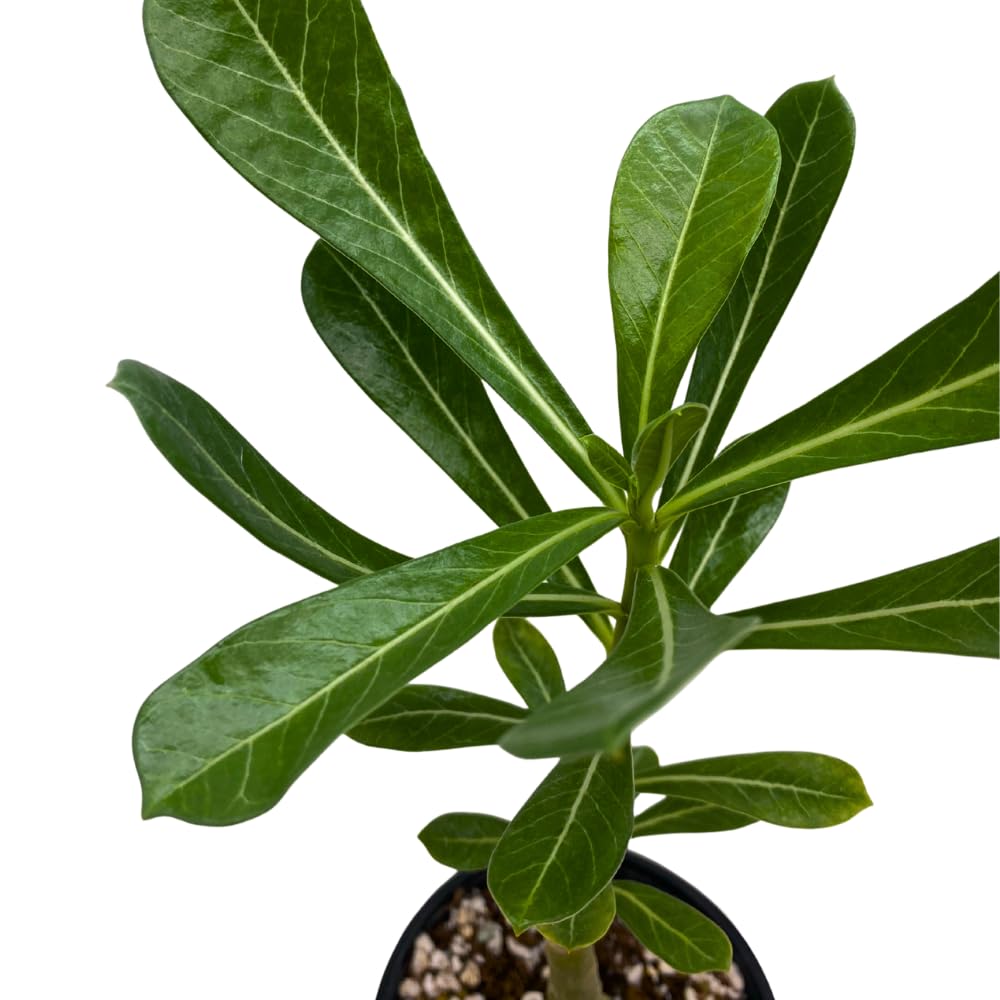 BubbleBlooms Desert Rose Dina in a 4 inch Pot Extremely Rare Flower