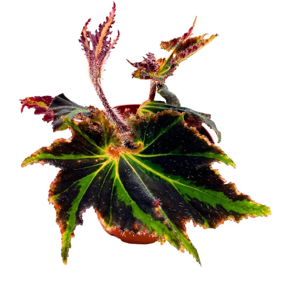 Spirit of Comores 4 inch Rhizomatous Begonia Black Green Jagged Edges