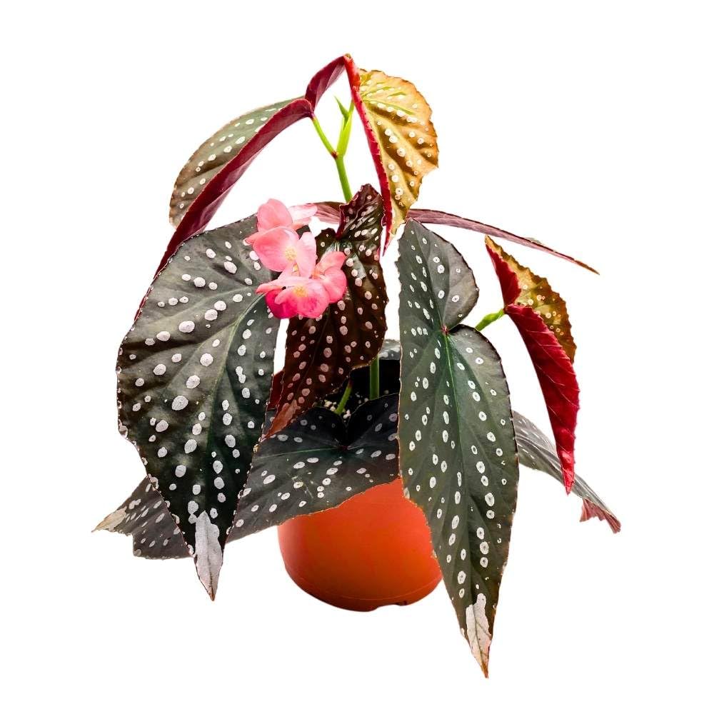 Harmony's Spellbound Angel Wing Hybrid Cane Begonia, 6 inch, Black and Super Dotty Spots Silver Tip Bright Pink Flower