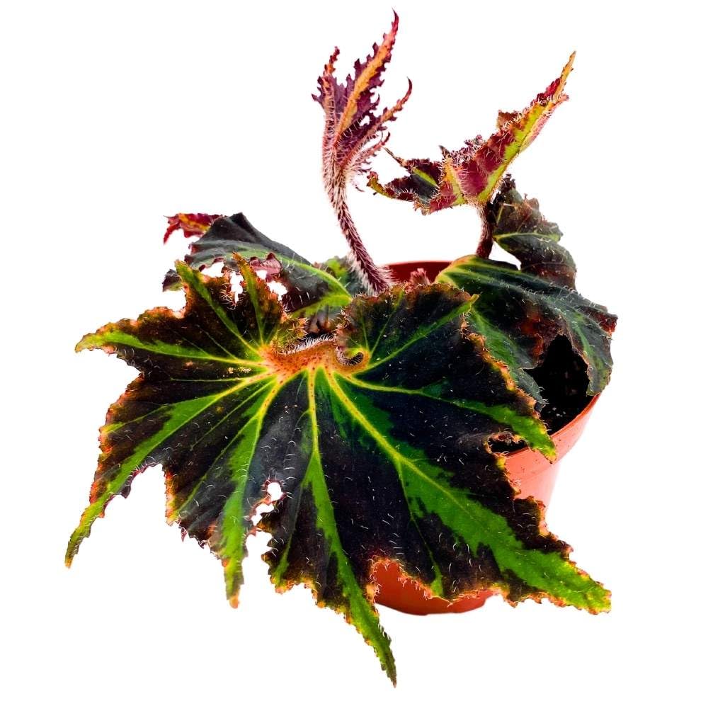 Spirit of Comores 4 inch Rhizomatous Begonia Black Green Jagged Edges