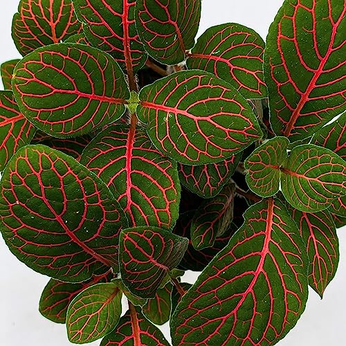 BubbleBlooms Red Nerve Plant, Fittonia Verschaffeltii, Ruby Red Mosaic Plant in a 4 inch Pot