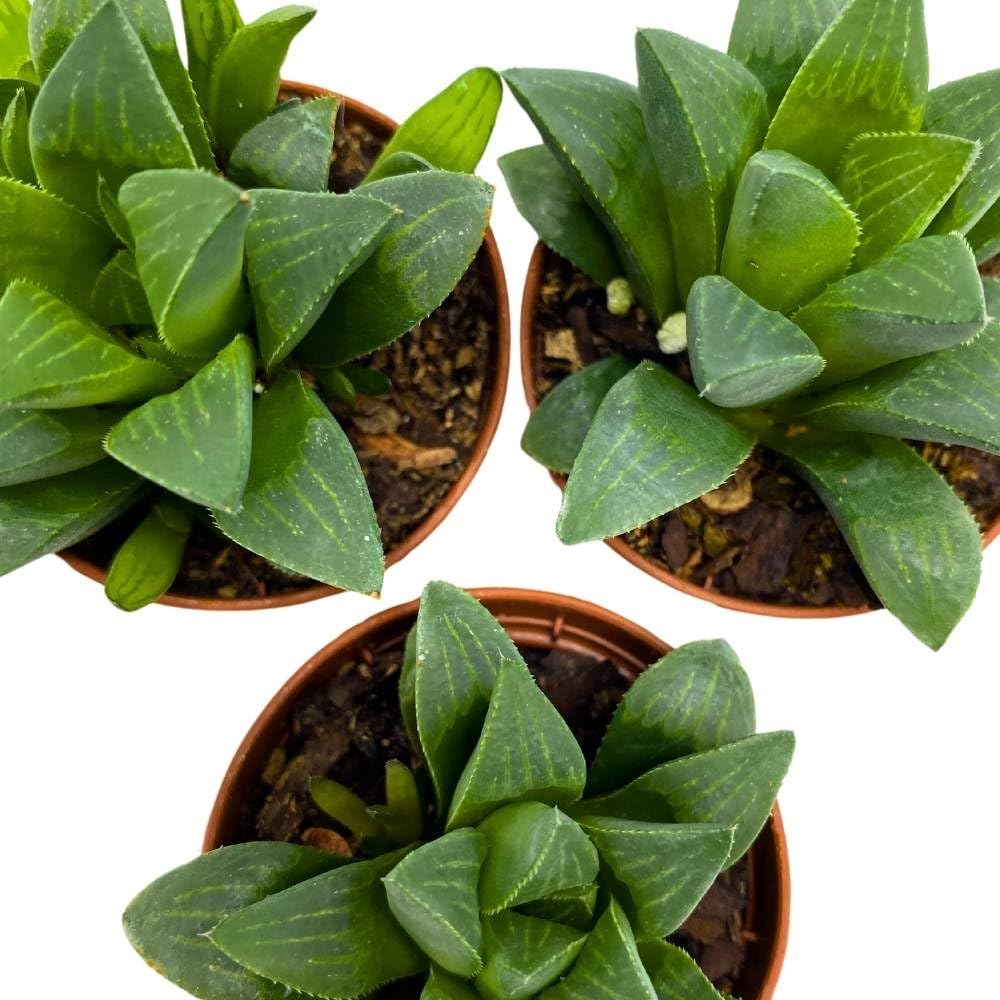 Haworthia African Emeralds, 2 inch Set of 3, Haworthia Retusa Tiny Mini Pixie Plants