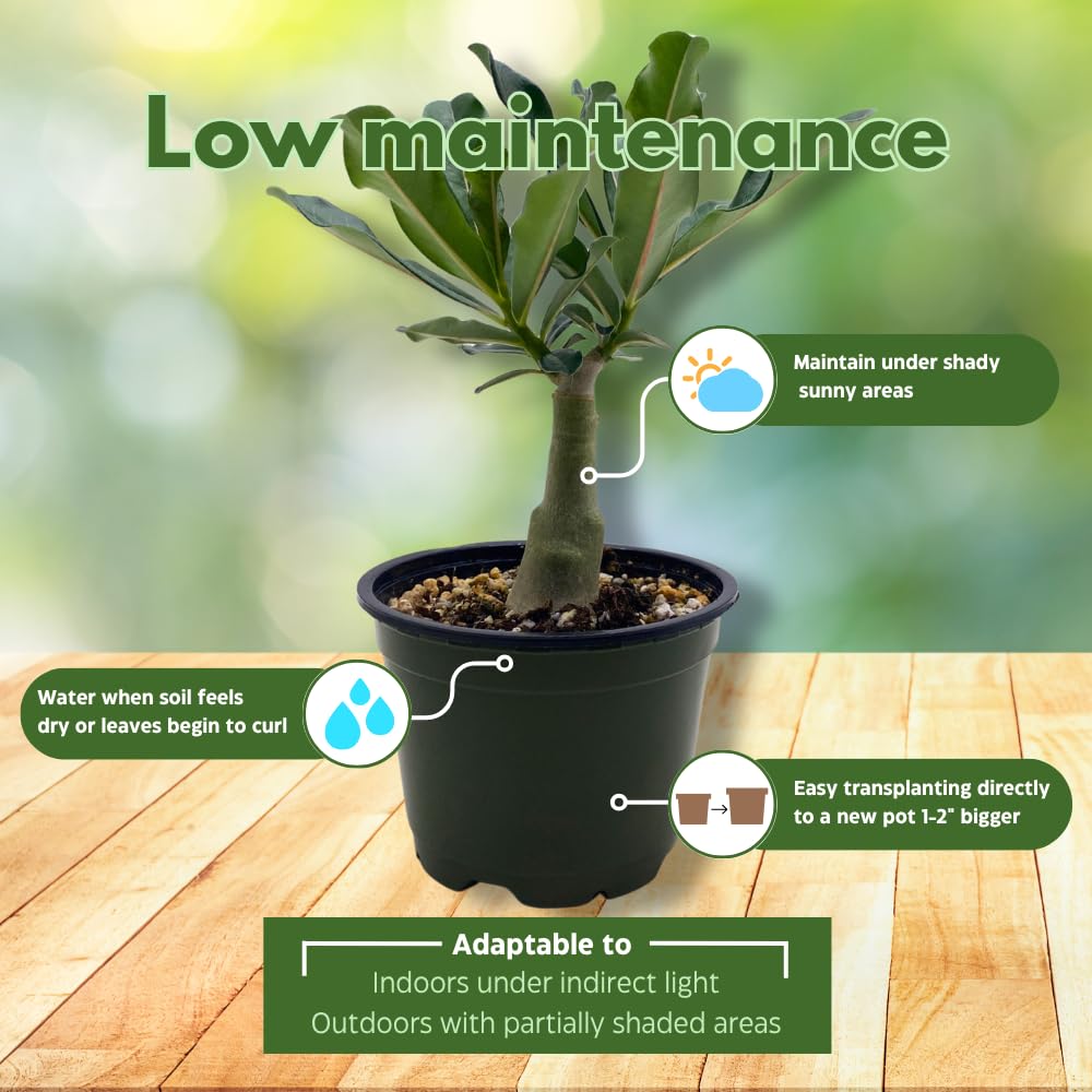 BubbleBlooms Desert Rose Famille Rose in a 4 inch Pot Extremely Rare Flower