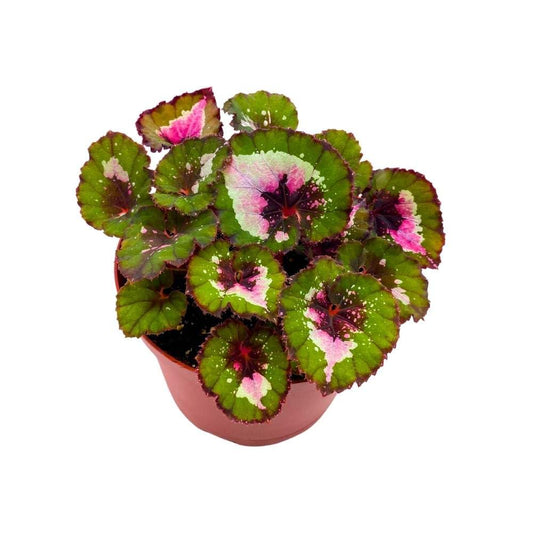 Harmony's Jingle Bells Begonia Rex 6 inch