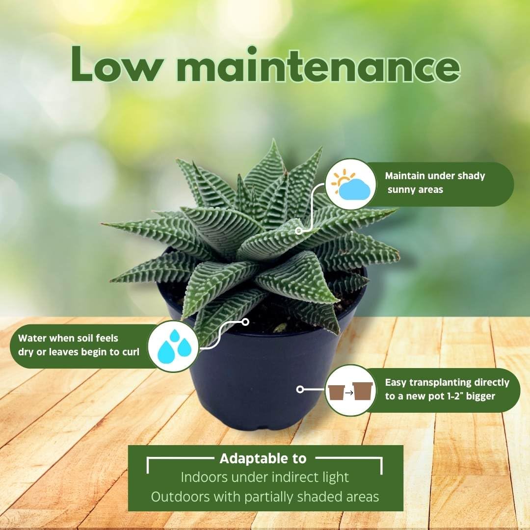 BubbleBlooms Haworthia Miami Wandera Variegated Lace Aloe Set of 3 in 2 inch pots