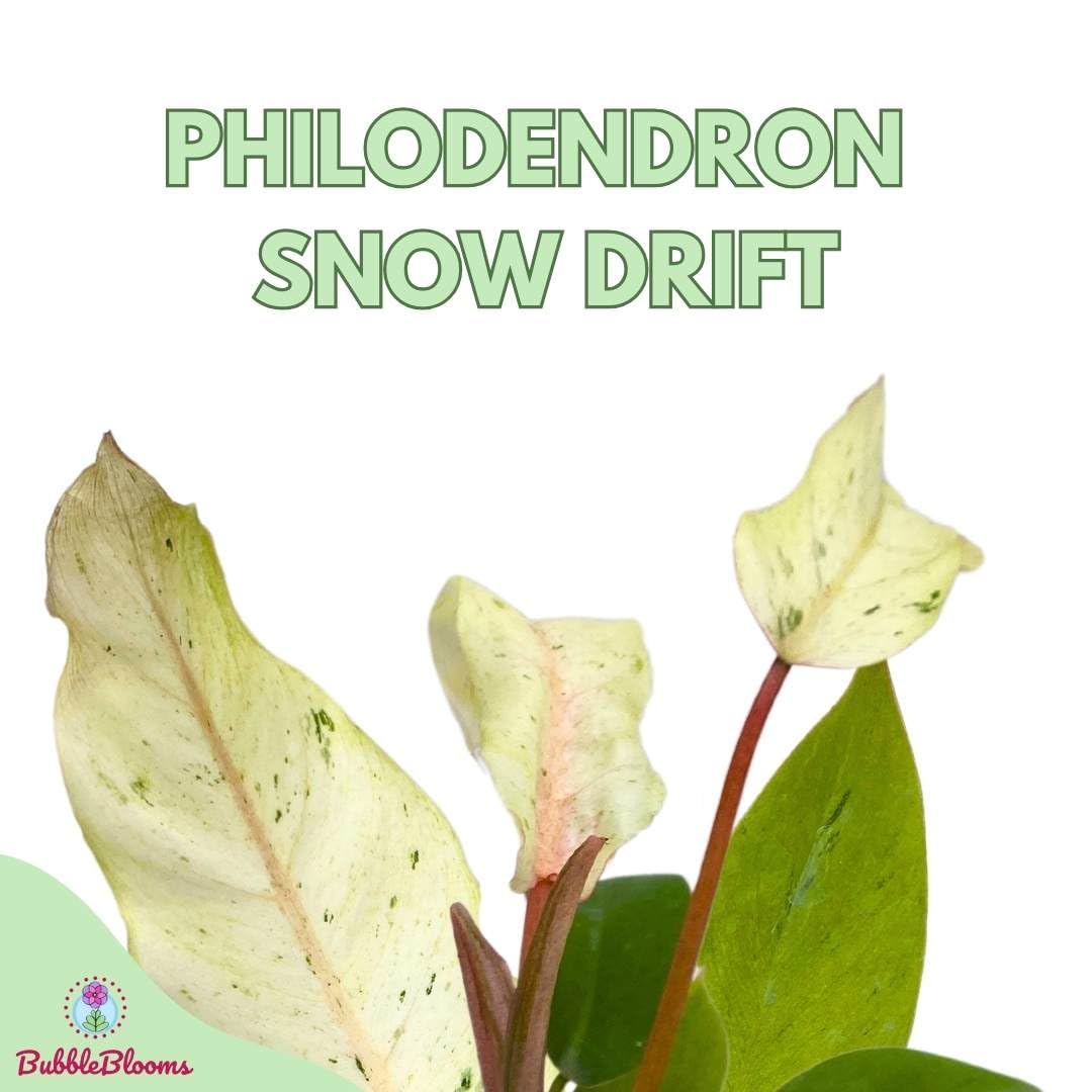 Phildendron Snowdrift, Jungle Fever, Hybrid Philo in 2 inch Pot