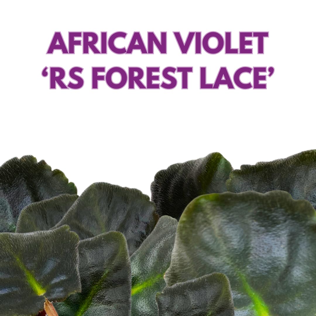 Harmony Foliage African Violet RS Forest Lace 4 inch White Flower