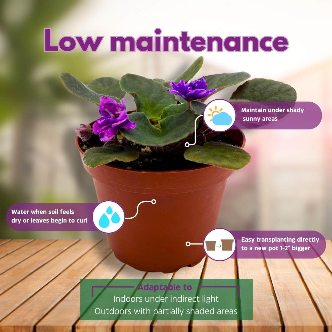 Harmony Foliage African Violet Cajun's Blueberry Hill 4 inch Gesneriad