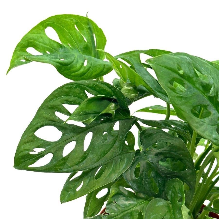 big swiss cheese plant Monstera Swiss Cheese Plant Totem Pole - Live Plant in a 6 Inch Pot - Monstera Adansonii