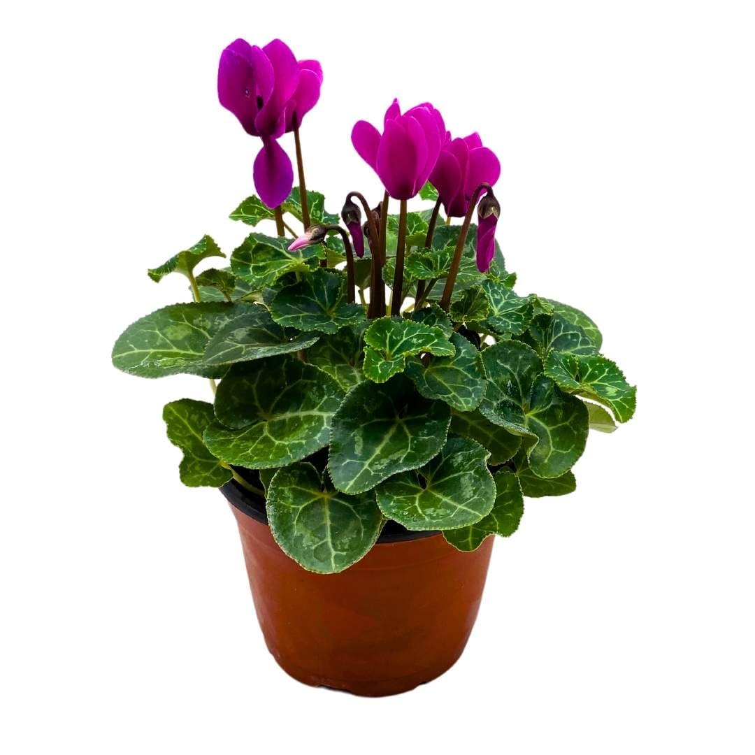 BubbleBlooms Flowering Cyclamen persicum in a 4 inch Pot Sowbread Alpine Persian Violet Mother's Day Plant