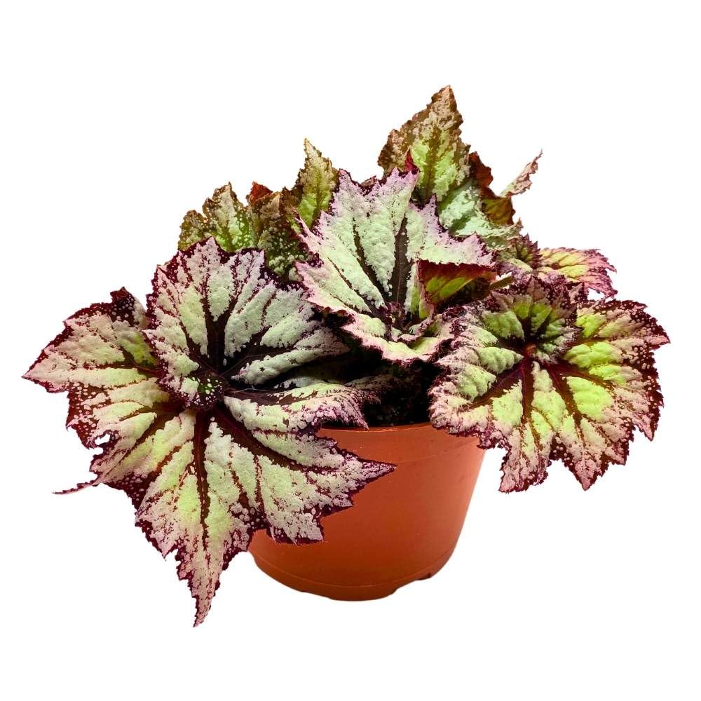 Harmony's Starburst Begonia Rex 6 inch New Hybrid Star Spiral