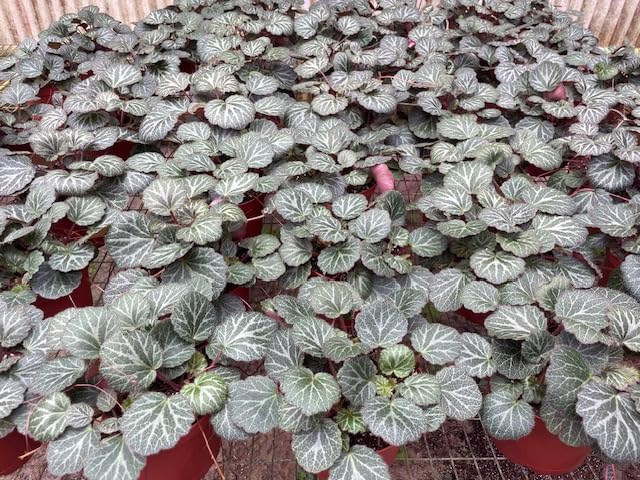 Harmony Foliage Strawberry Begonia in 4 inch pots 15-Pack Bulk Wholesale Creeping Saxifrage Saxifraga stolonifera