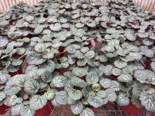 Harmony Foliage Strawberry Begonia in 4 inch pots 15-Pack Bulk Wholesale Creeping Saxifrage Saxifraga stolonifera