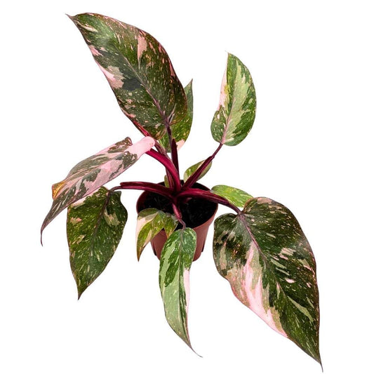 Pink Princess Galaxy Philodendron, 4 inch Splash Variegated
