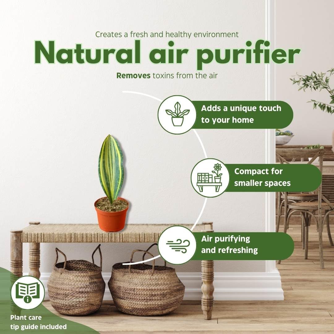 BubbleBlooms Variegated Whale Fin Snake Plant in a 6 inch Pot Sansevieria Masoniana Yellow Variegation, Whale Tail