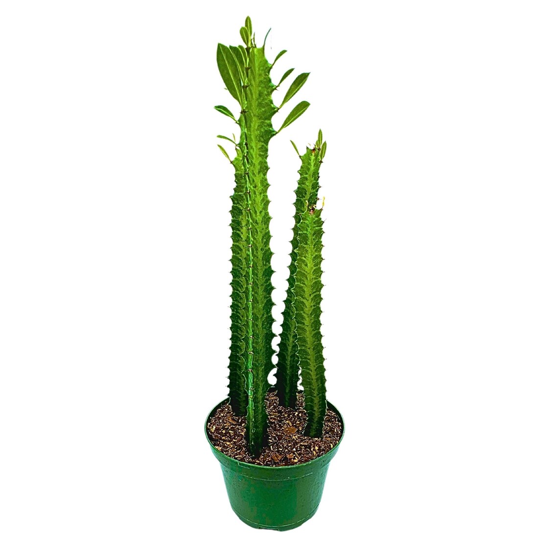 Green African Milk Tree, 6 inch Pot, Euphorbia Trigona, All Green