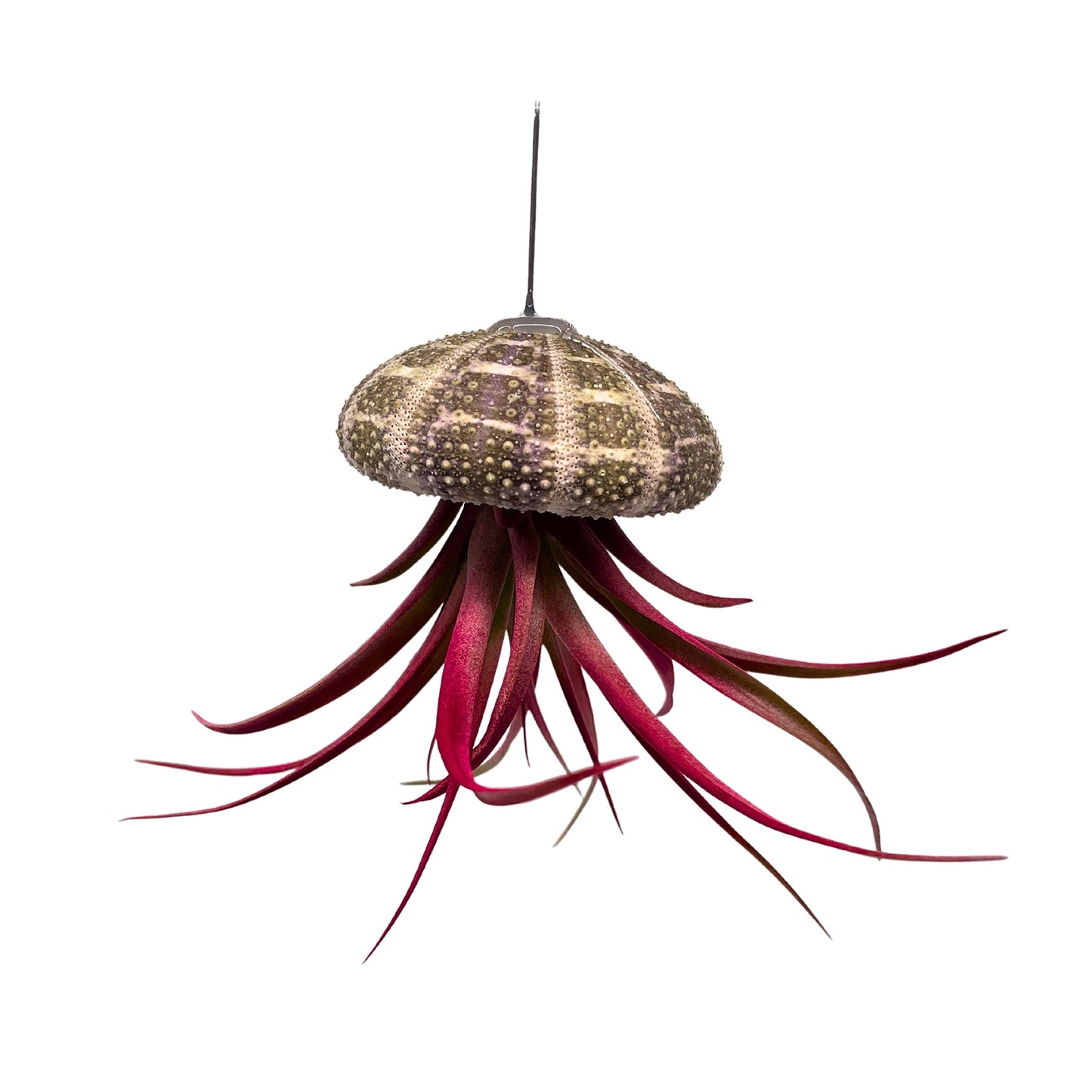 Small Tillandsia Jellyfish, Cute Hanging air Plant with Seashell