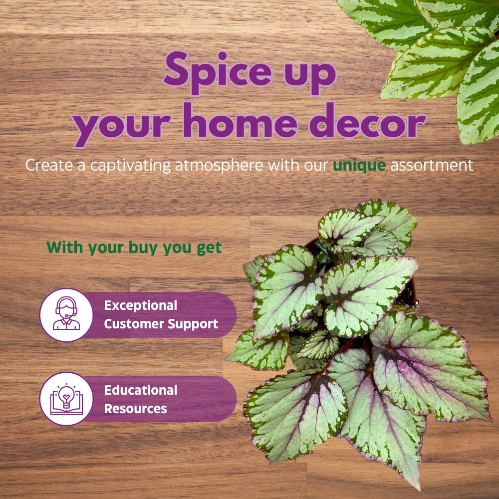 Harmony Foliage Salsa Begonia Rex 6 inch Pink Green White