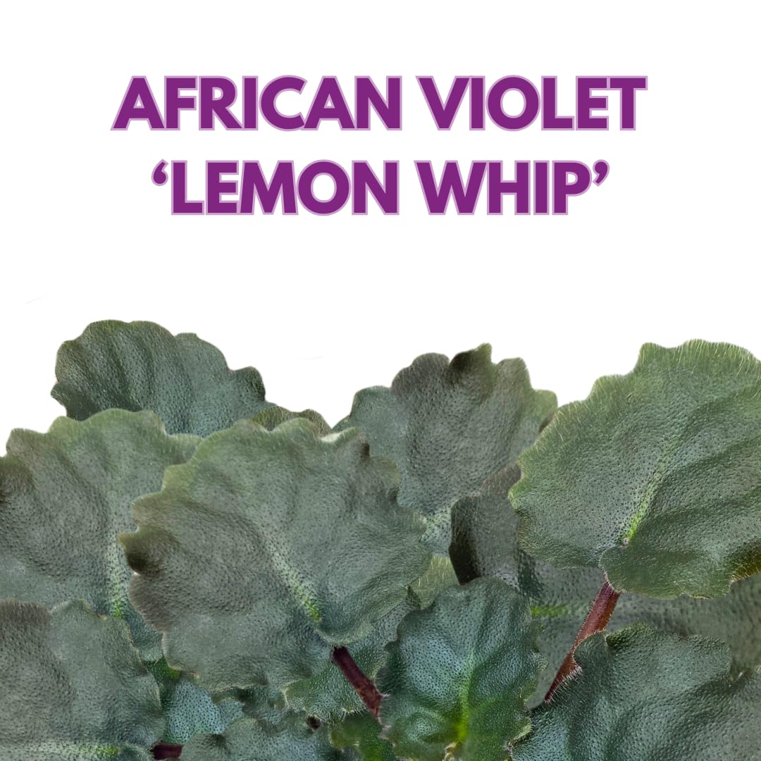 Harmony Foliage African Violet Lemon Whip 4 inch White Ruffle