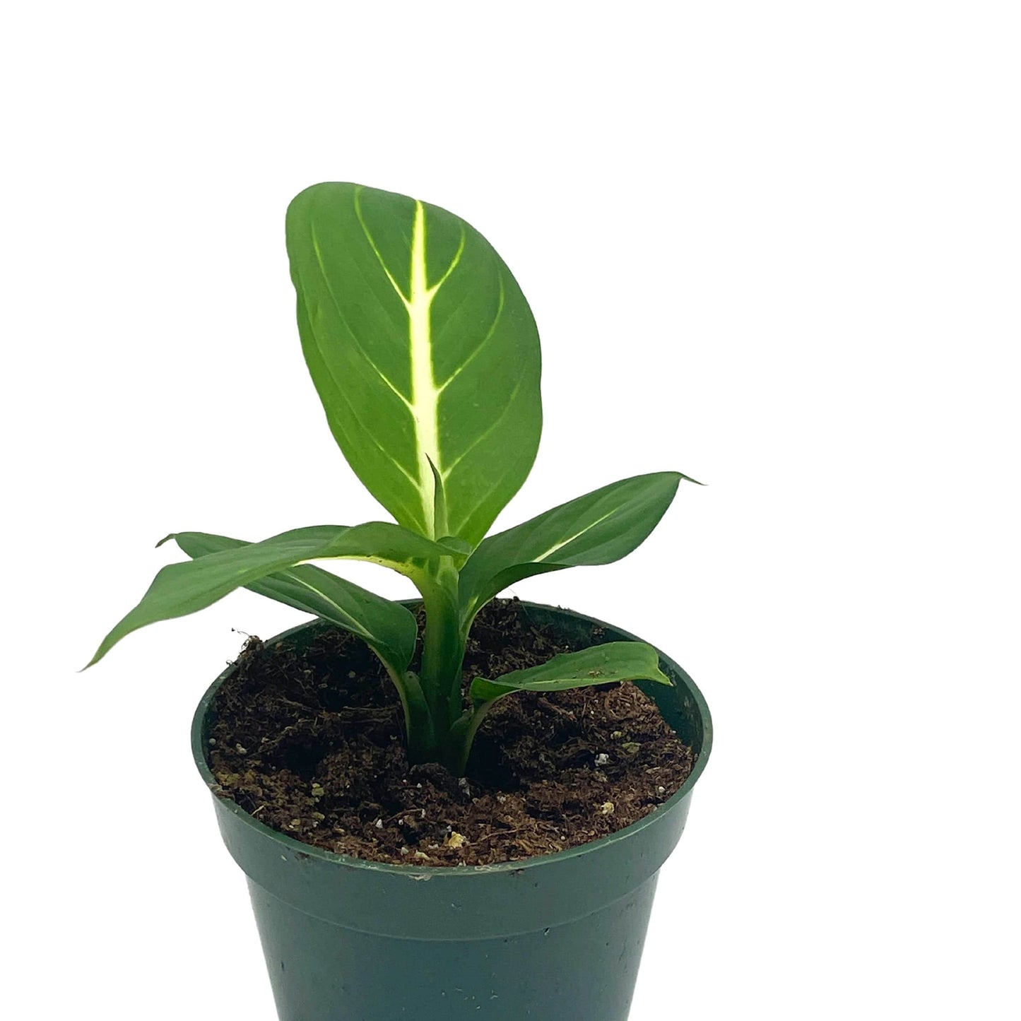 Dieffenbachia Green Magic, 4 inch, Striped Dumb Cane oerstedii