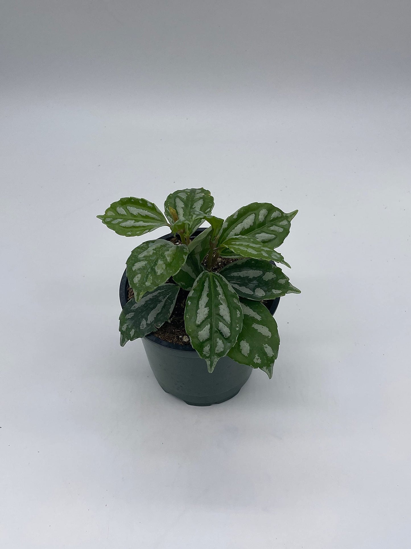 Watermelon Pilea Cadierei, Aluminum Plant, 4 inch