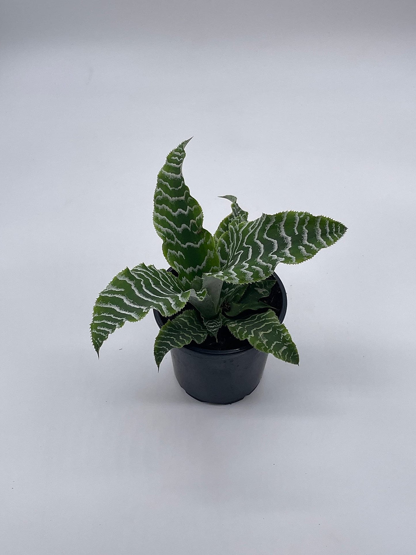 Cryptanthus Fosterianus, 4 inch, Zebra Earth Star