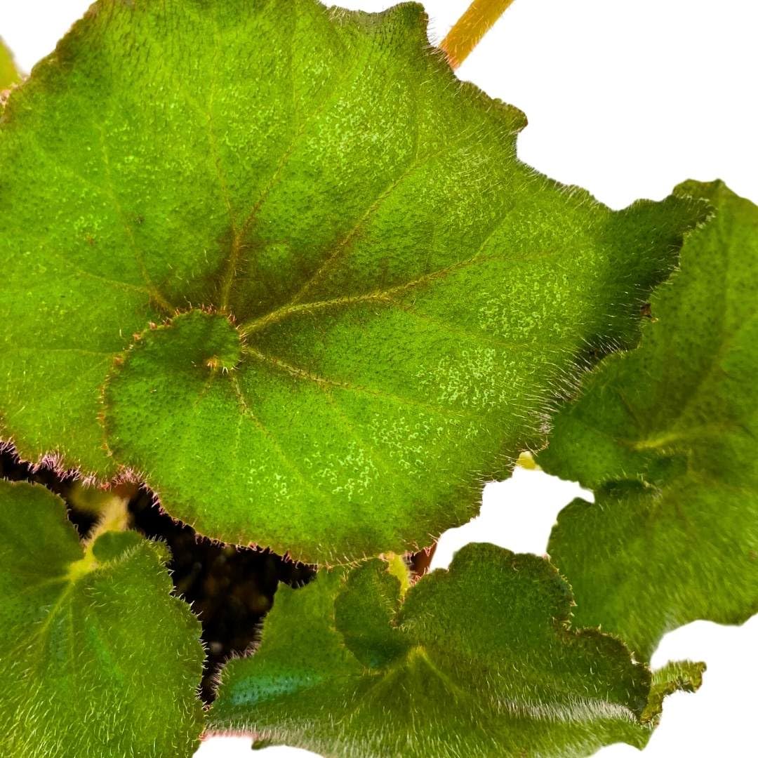 Harmony Foliage Begonia Harmony's Nautilus 4 inch Rhizomatous