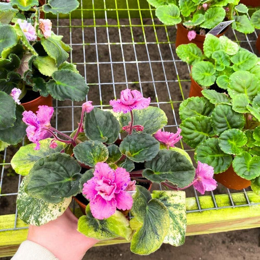 Amour Elite African Violet, 4 inch, Gesneriad Pink Flower Purple Splash Flush Variegated