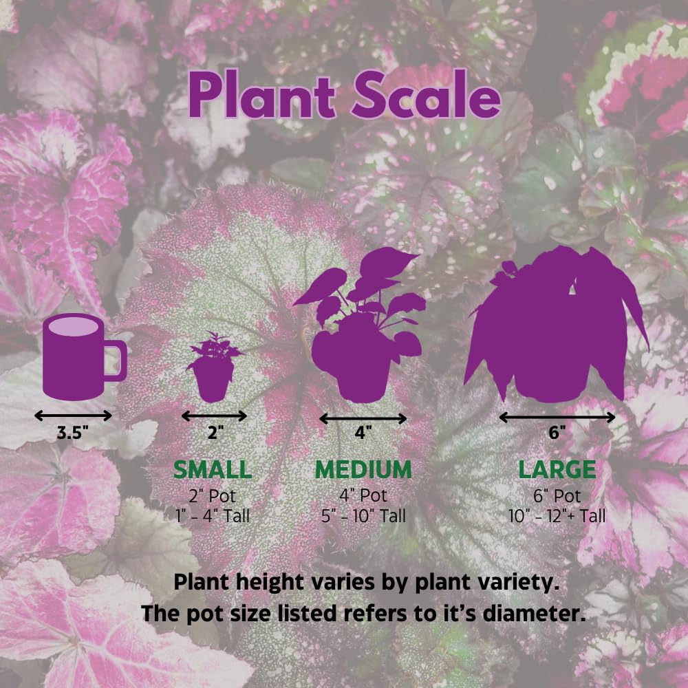 Harmony Foliage Salsa Begonia Rex 6 inch Pink Green White